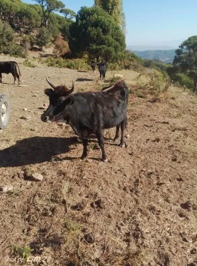 Kocarlida 27 Buyukbas Hayvan Kayboldu Sahibi Hayvanlarini Bulani 100 Bin Lirayla Odullendirecek 641395 Cb948E308D67B706929311E1183B90Ec (1)