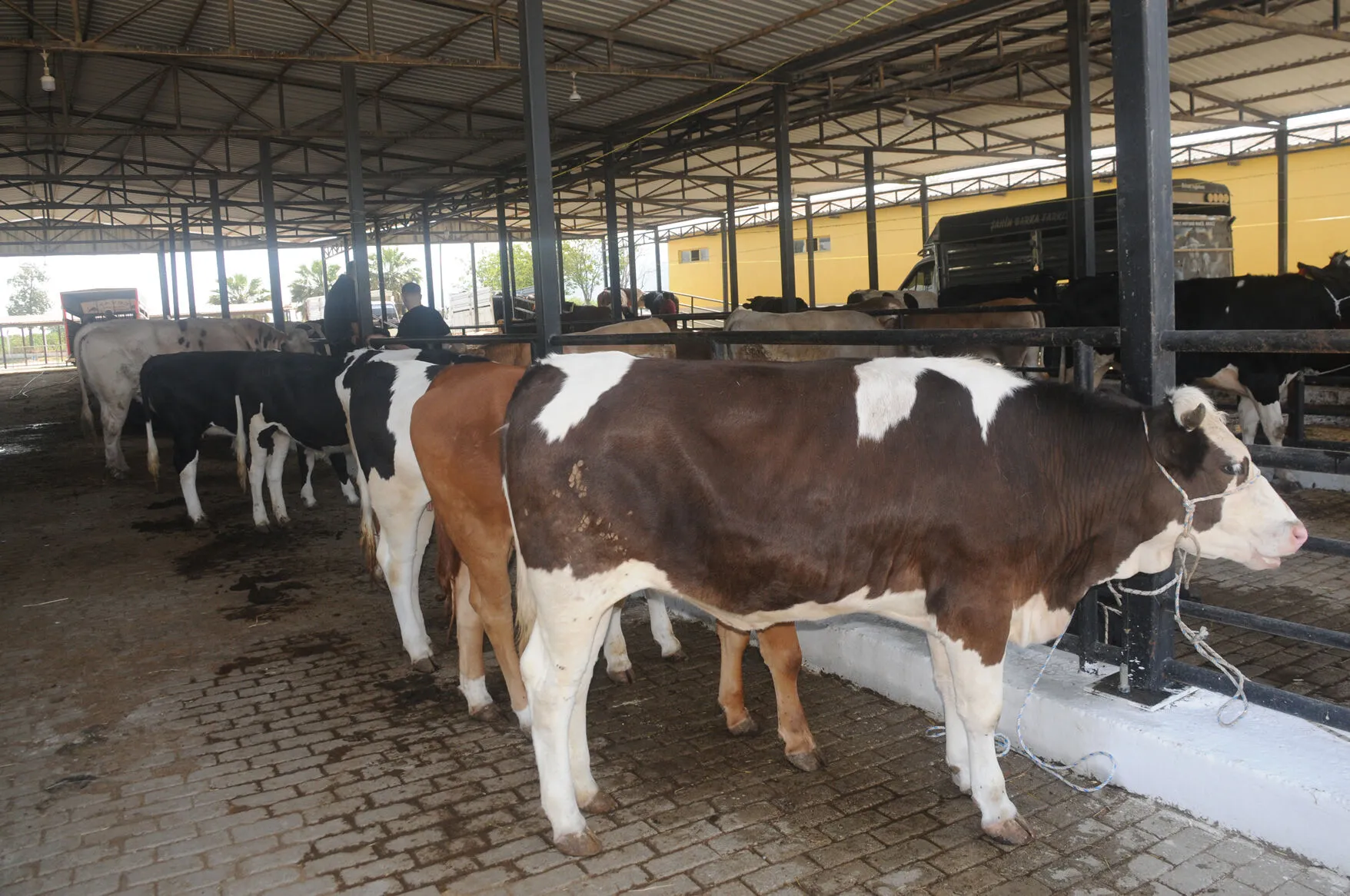 Aydin Hayvan Pazari Yeniden Acildi 644698 5672C2099Fefaa68A76Fef872Db5C168