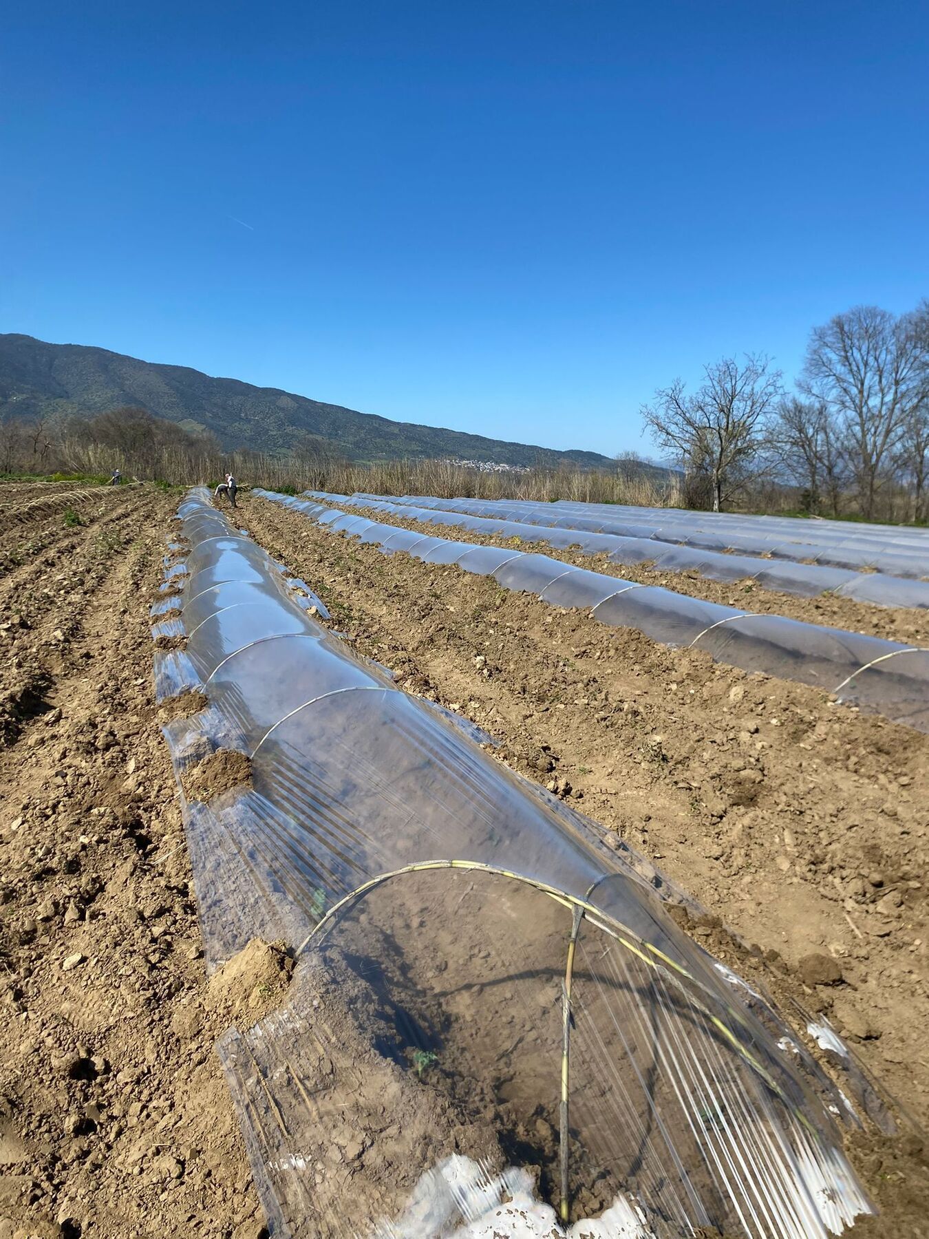 Surez Karpuzu Dikildi 645241 4374Dc44Bc9Bba680A48B675F361C96D 1772952213