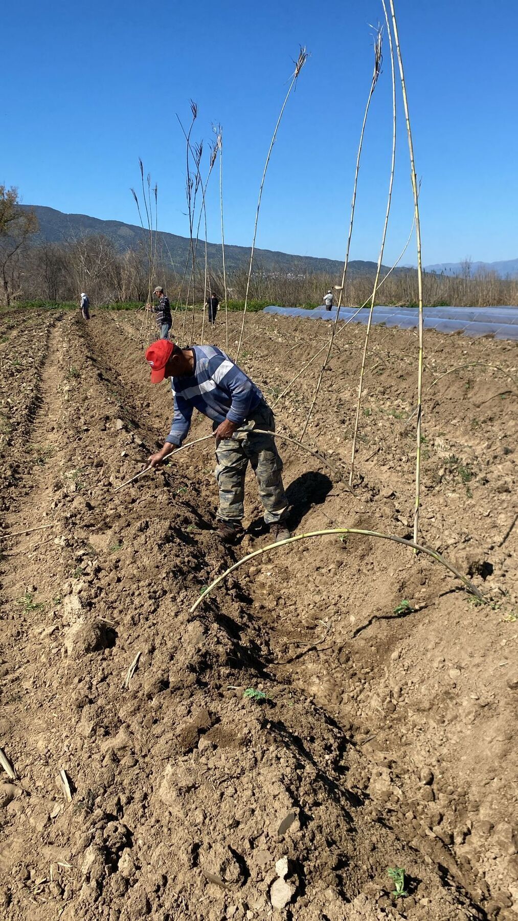 Surez Karpuzu Dikildi 645241 Cbcb58C04C0105Bc7147A72F4083Adf2