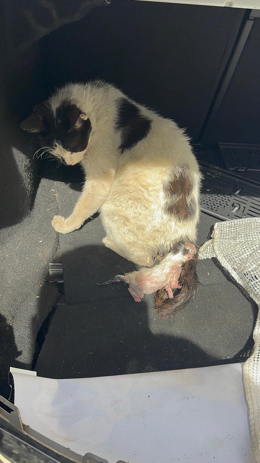 5C6A7Be6 Acf8 491E 8274 09769A02D5D7