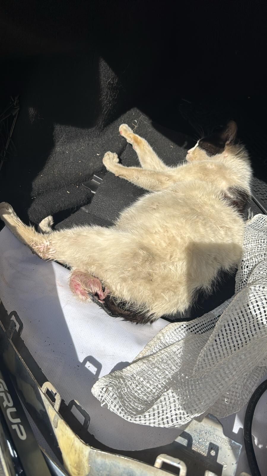 66Ab6773 F117 4010 A17D C7Cabe8248A0