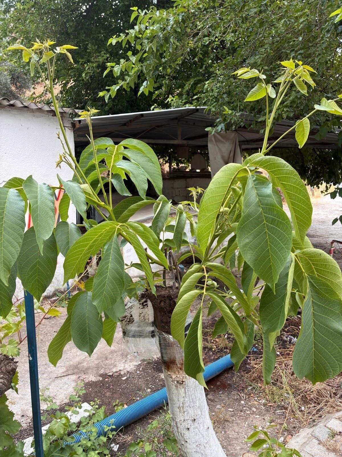 I M G 0158