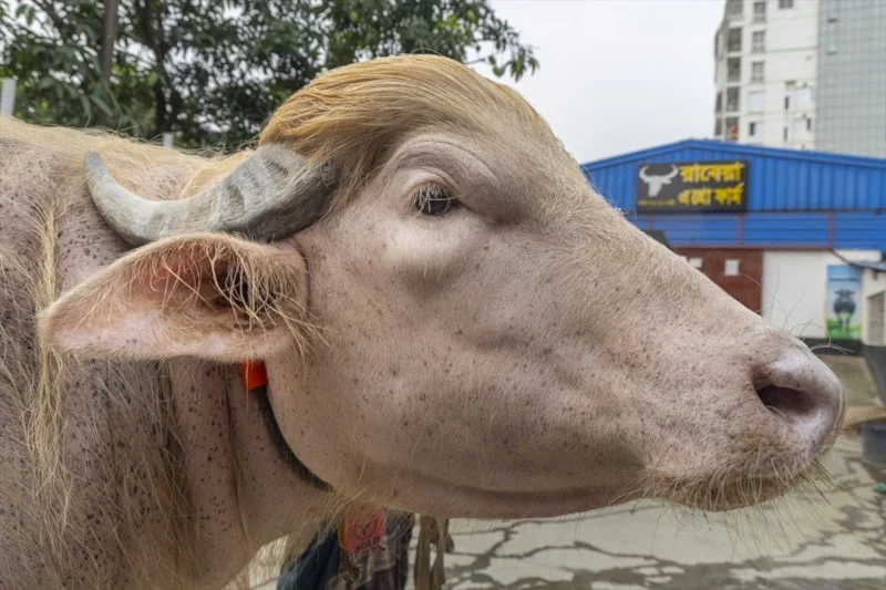 I M G 8806