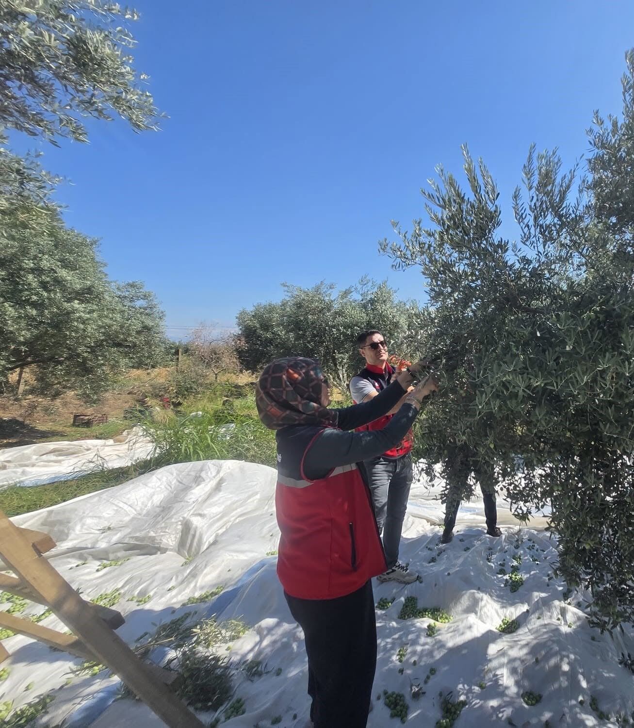 Bozdoğan'da üretici bahçesinde zeytin hasadı gerçekleştirdi