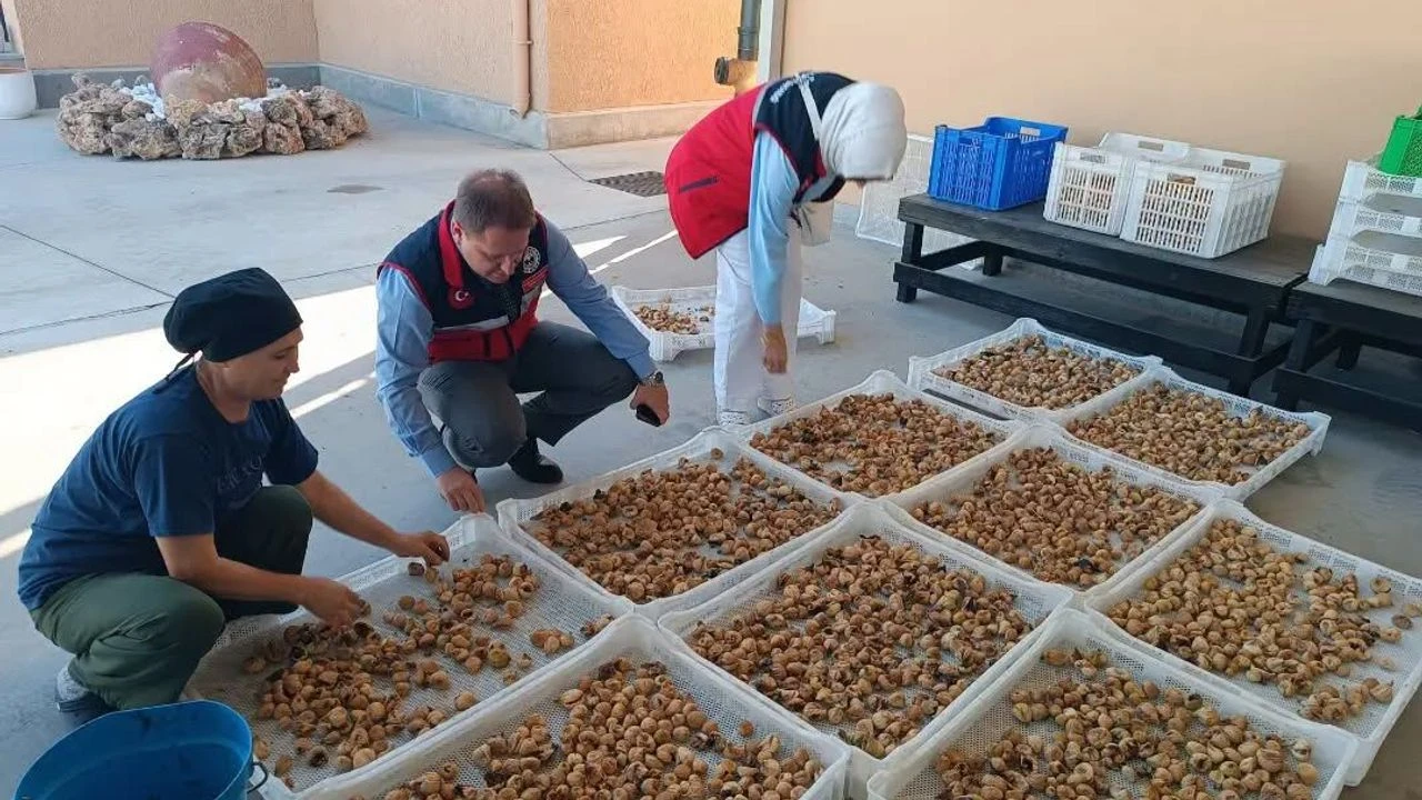 Aydin Incirinin Kalitesi Icin Denetimler Siklastirildi 2