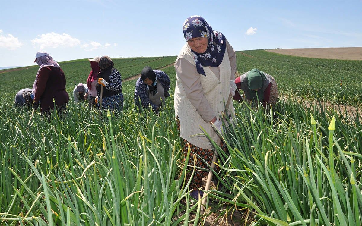Chpli Gurer Sgk Kayitli Ciftci Sayisi 616 Bin 244E Geriledi