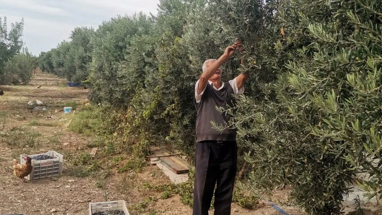 Zeytindeki düşük fiyat hayal kırıklığı yarattı