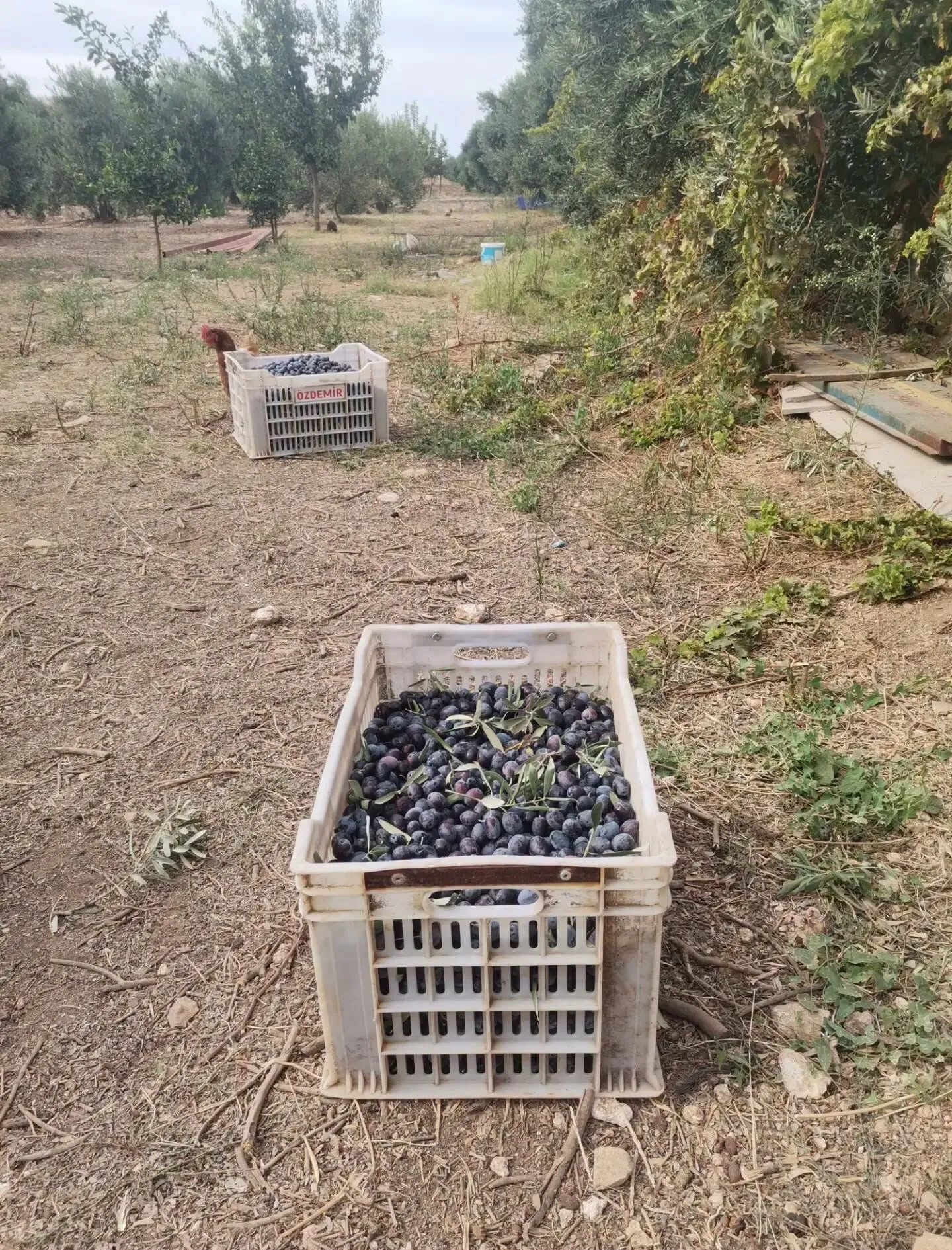Didimde Zeytin Hasadi Dertli Basladi Uretici Yarisi Isciye G 695341 A9E999
