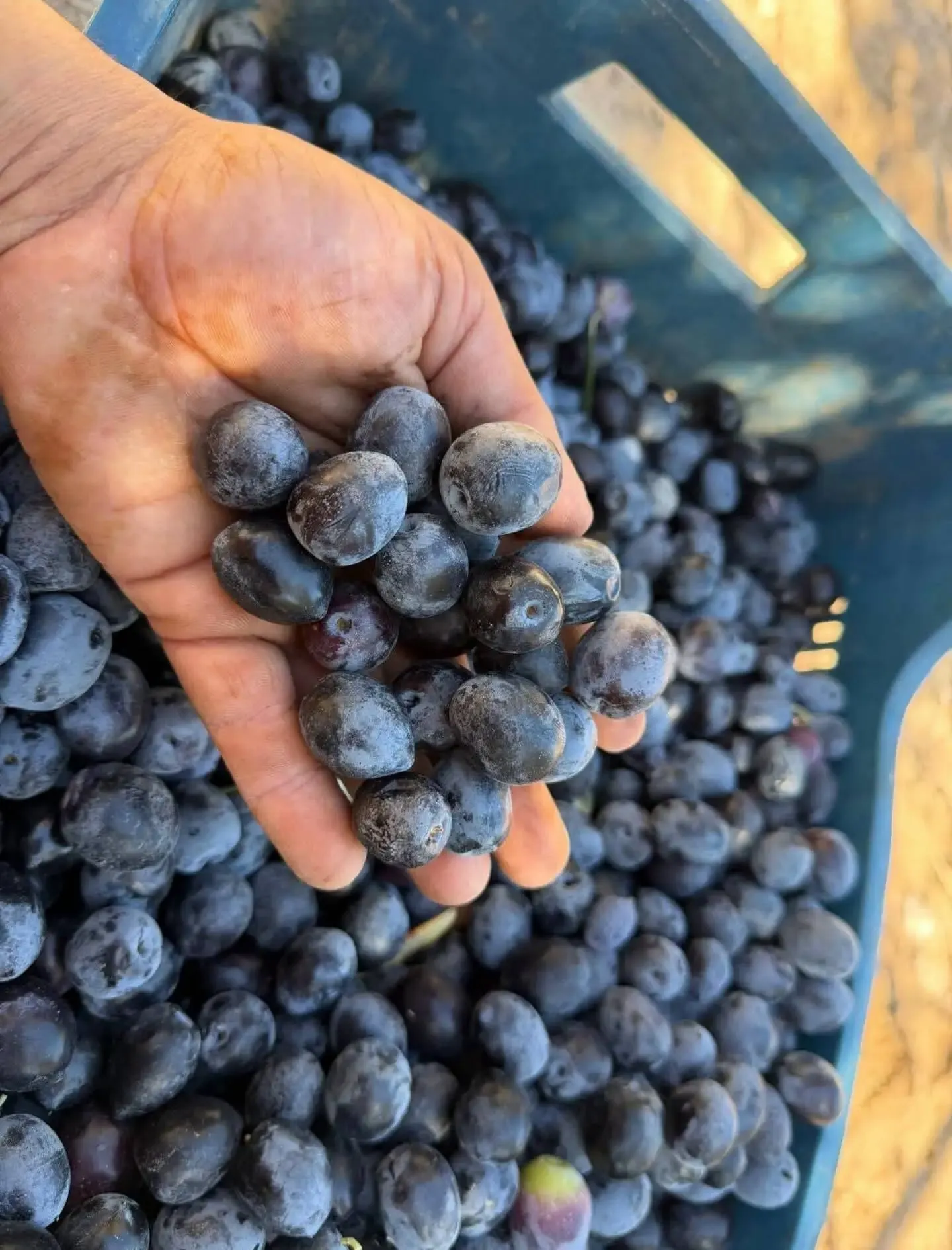 Didimde Zeytin Hasadi Dertli Basladi Uretici Yarisi Isciye G 695341 Cf1C39