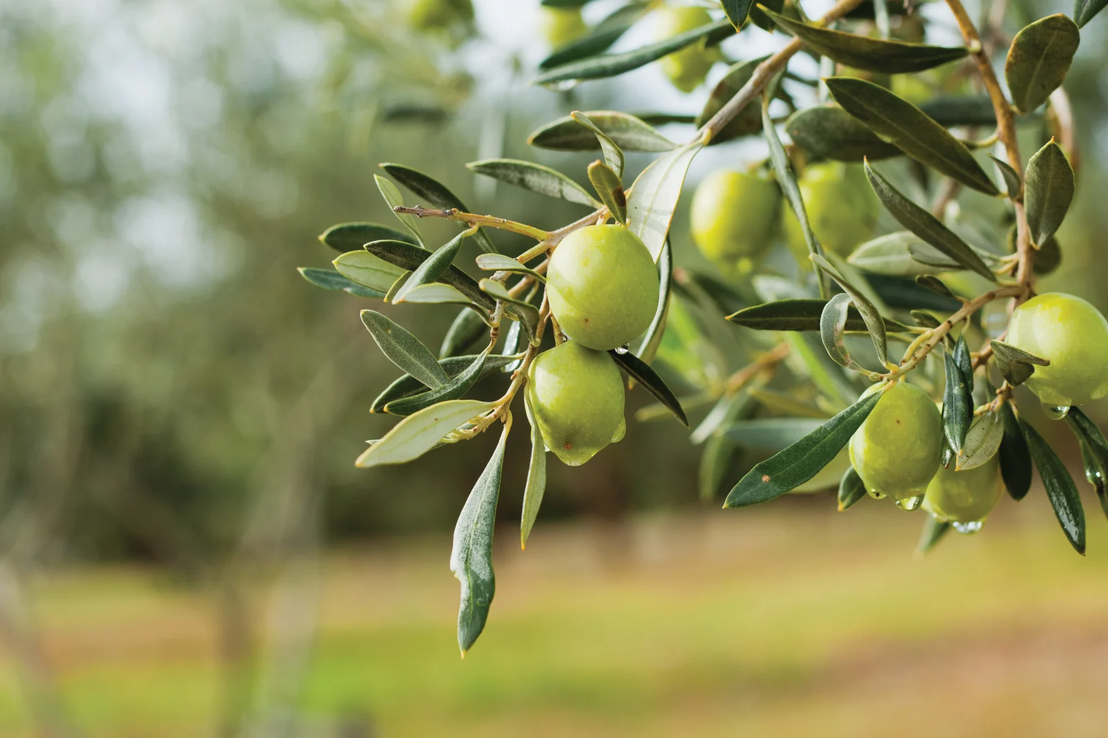 Üreticilerden zeytin fiyatına tepki