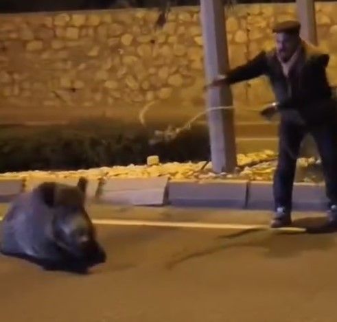 Aydın'da kementle yaban domuzu yakalandı