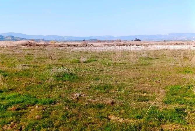 Aydinda Kanatli Hayvan Yetistiriciligine Yeni Soluk Yuzbinlerce Etlik Pilic Uretilecek Tesis Geliyor 1