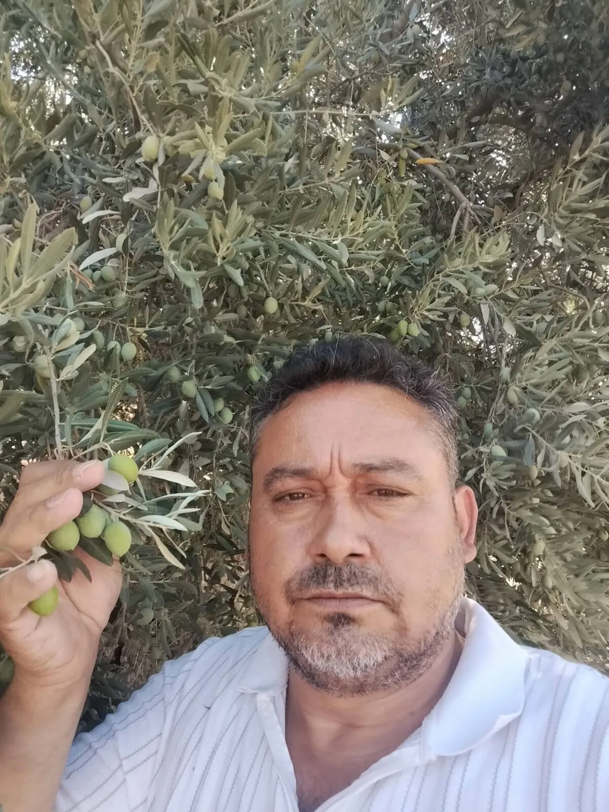 Bozdoganda Zeytin Ureticilerine Destek Buyuyor Uretici Direniyor 3