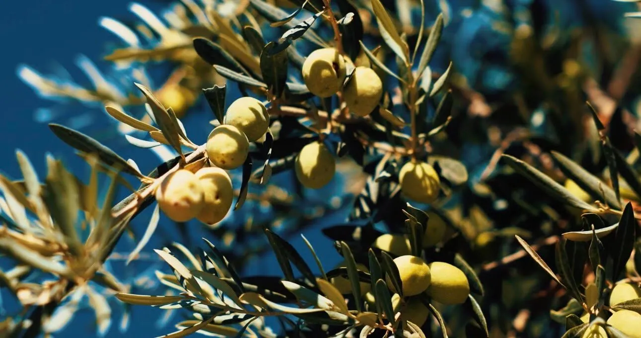 Didim Belediyesi Zeytin Hasadina Basladi 696645 668783
