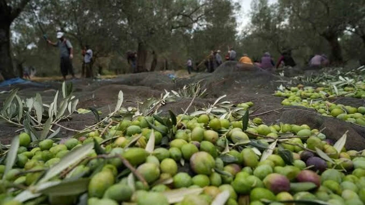 Didimde Zeytin Festivali Icin Geri Sayim Basladi Hedef Guinness Rekoru 5
