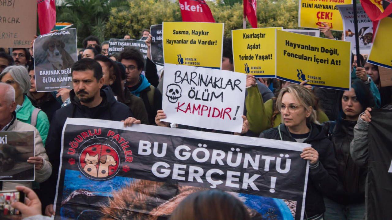 Ege Üniversitesi’nde sokak hayvanlarına destek yürüyüşü