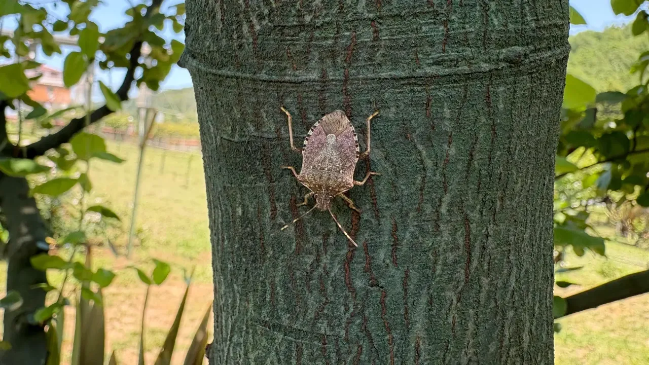 Kahverengi kokarcayla 3 yıllık mücadele planı