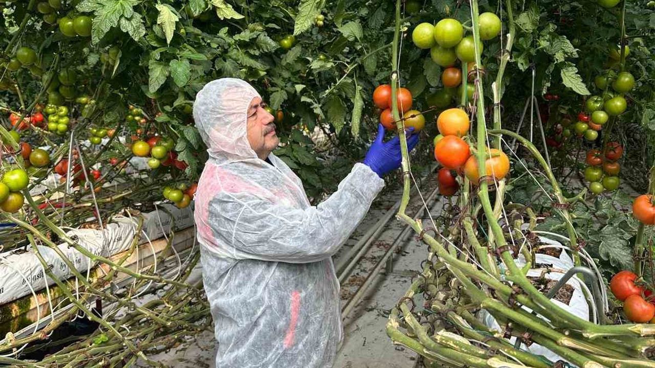 Domateslerde virüs incelemesi yapıldı