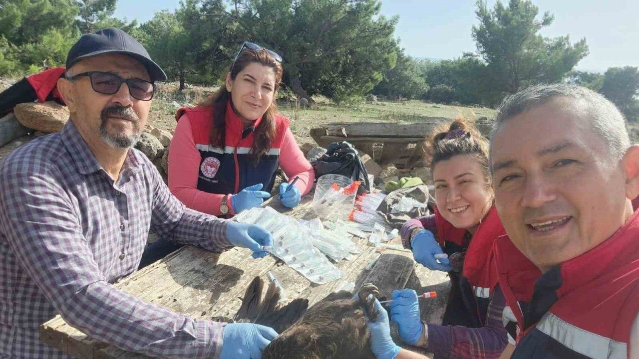 Söke’de kuş gribi numuneleri alındı