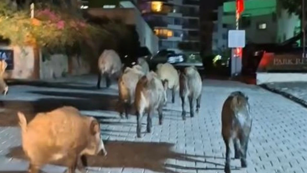 Domuzlar Kuşadası'nda şehir merkezine indi