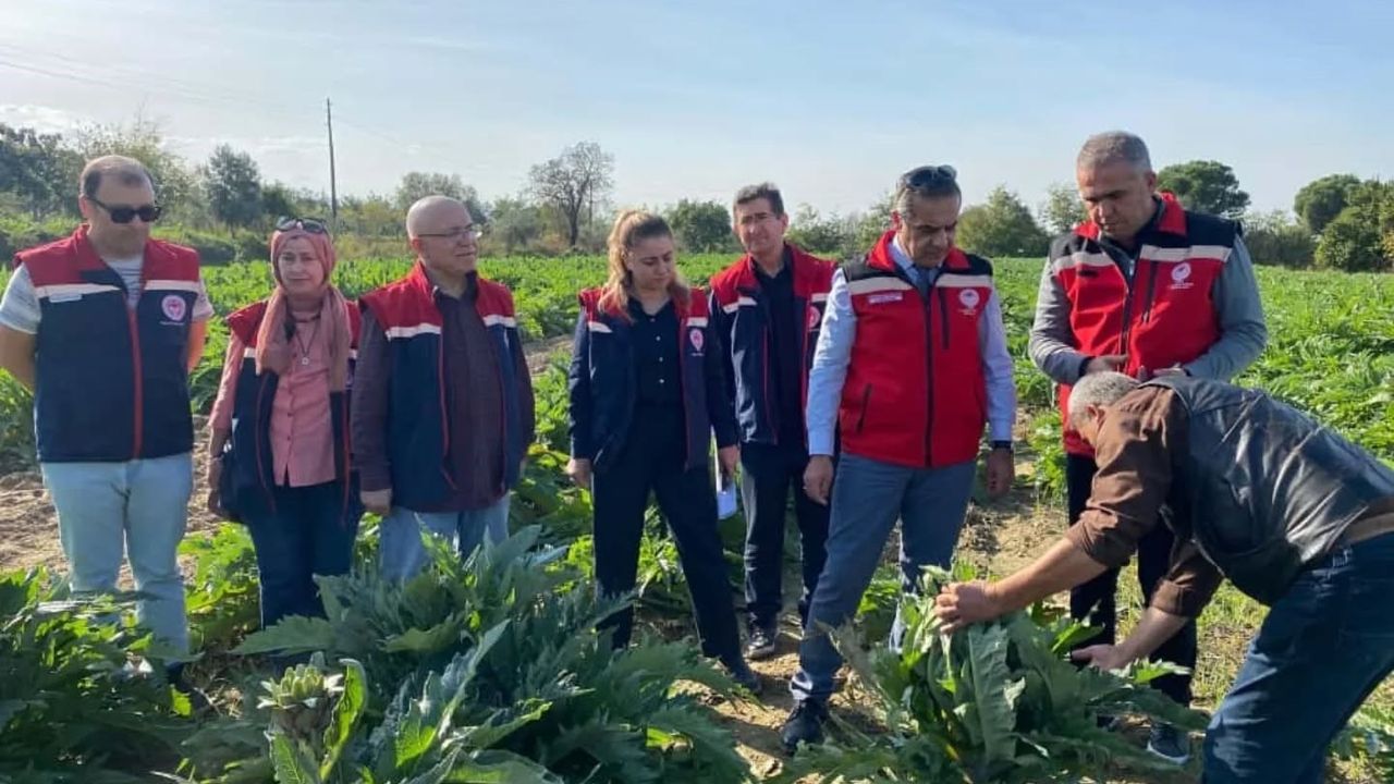 Aydın'da enginar üretimi yükselişte