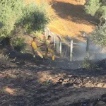 Nazilli’de çıkan yangında zeytinlik zarar gördü