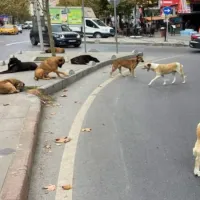 Güncel