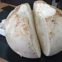 Güncel