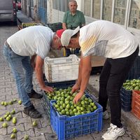 Aydın