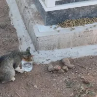 Aydın