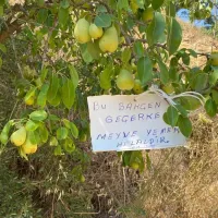 Aydın