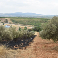 Aydın