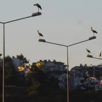 Aydın