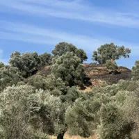 Asayiş