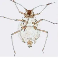 Çevre