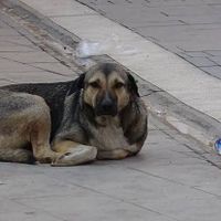 Çevre