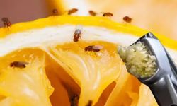 Meyvede biriken sineğe son!