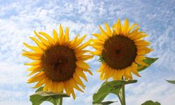 Ayçiçek alım fiyatları açıklandı