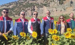 Aydın’da 95 bin dekar alanda ayçiçeği ekiliyor