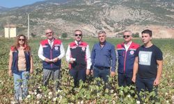 Aydın’da pamuk tarlalarına inceleme