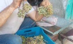 Pekmez yapım sezonu başladı