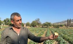 Aydın Enginarı Tarlada Değer Kaybediyor