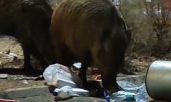 Çöplere dadanan iri domuzlar şaşırttı