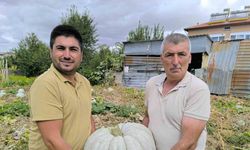 Balkabağı hasadı yüzleri güldürdü