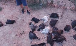 Sokak köpekleri 25 tavuğu telef etti