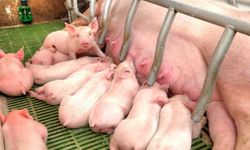 Ukrayna’da Market Rafında Yavru Domuz Şoku