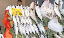 Balık sezonu sakin başladı