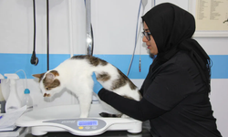 Şehir değiştiren kedi Paşa depresyona girdi