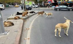 Afyon’da yasaklandı!